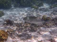 Caranx papuensis