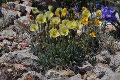 Papaver radicatum kluanense