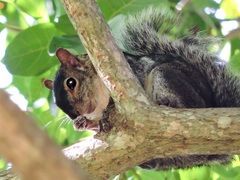 Sciurus colliaei