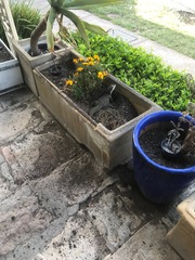 Intellagama lesueurii