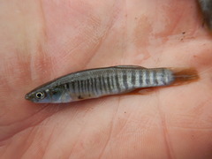 Fundulus zebrinus
