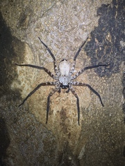 Selenops submaculosus