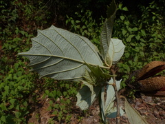 Pterospermum reticulatum