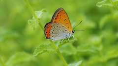 Lycaena dispar