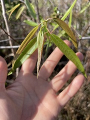 Salix caroliniana