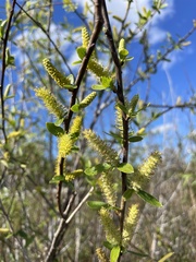 Salix caroliniana