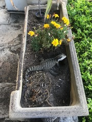 Intellagama lesueurii