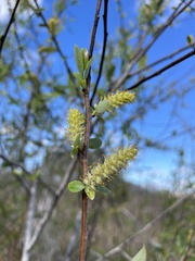 Salix caroliniana