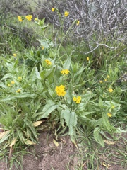 Amsinckia spectabilis