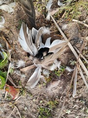 Mareca strepera