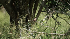 Lagonosticta rhodopareia