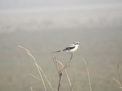 Lanius sphenocercus