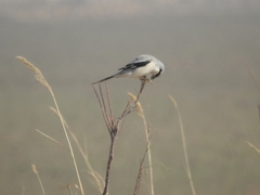 Lanius sphenocercus