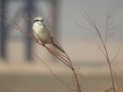 Lanius sphenocercus