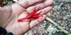 Chiranthodendron pentadactylon