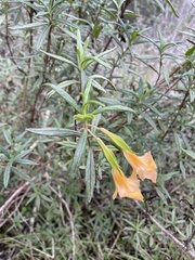 Diplacus aurantiacus