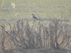 Lanius sphenocercus