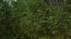 Dicranosterna immaculata