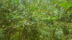 Dicranosterna immaculata