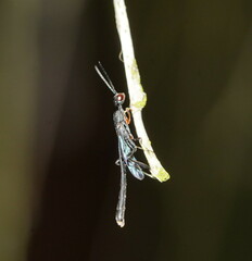 Gasteruptiidae