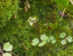Azorella hookeri
