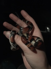 Cemophora coccinea coccinea