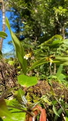 Prosthechea varicosa