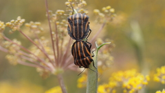 Graphosoma rubrolineatum