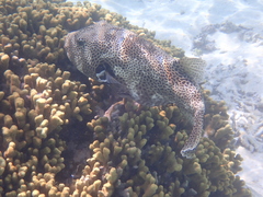 Arothron stellatus