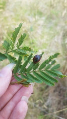 Dicranosterna immaculata