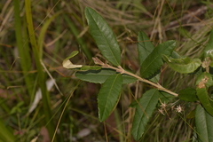 Olearia oppositifolia