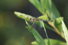 Erythrodiplax nigricans