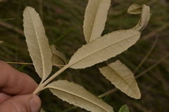Olearia oppositifolia
