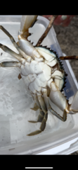 Charybdis japonica