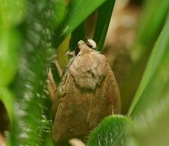 Mythimna convecta