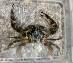 Charybdis japonica