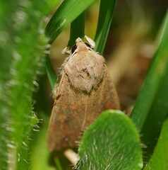 Mythimna convecta