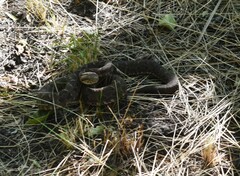 Bothrops diporus