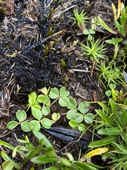 Oxalis magellanica