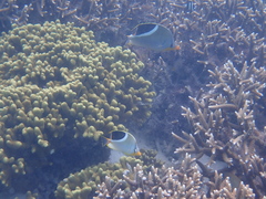 Chaetodon ephippium