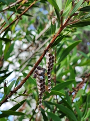 Ropalidia revolutionalis