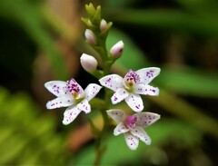 Epidendrum fimbriatum