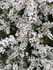 Thryptomene calycina