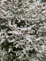Thryptomene calycina