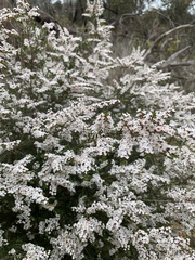 Thryptomene calycina
