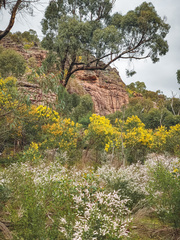 Thryptomene calycina
