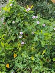 Ipomoea tiliacea