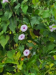 Ipomoea tiliacea