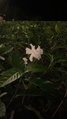 Tabernaemontana divaricata