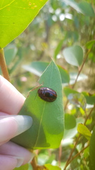 Paropsisterna semivittata